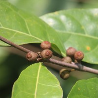 Ficus tinctoria subsp. gibbosa (Blume) Corner